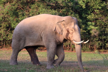 Fototapeta premium Majestic Tusker: Dominant Male Elephant in the Wild
