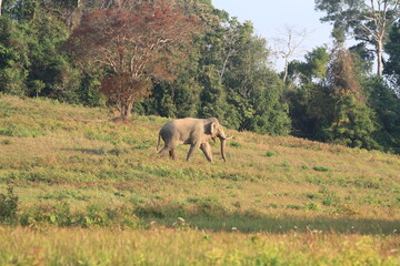 Fototapeta premium Majestic Tusker: Dominant Male Elephant in the Wild