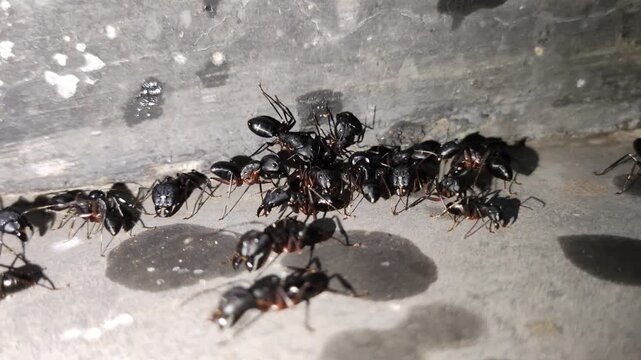foraging black ants macro. black ants gathering on concrete surface during foraging activity, macro nature photography of insect colony behavior