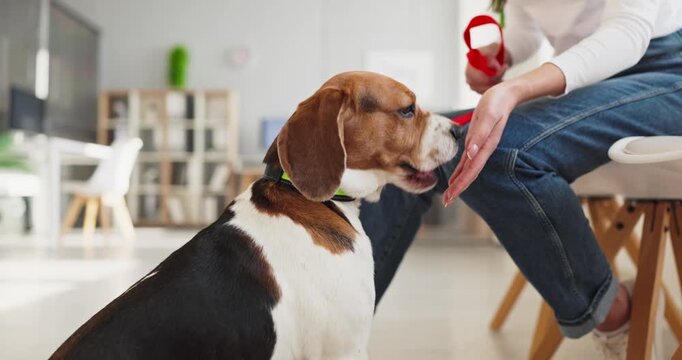 Dog beagle near woman owner waiting at clinic. Calm pet on leash sits close to hand while awaiting vet appointment and checkup. Clean interior conveys calm and trust. Simple concept of vet care.