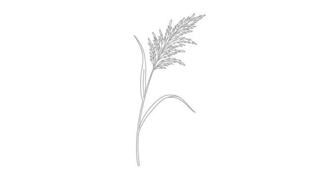 Single wheat stalk plant closeup.