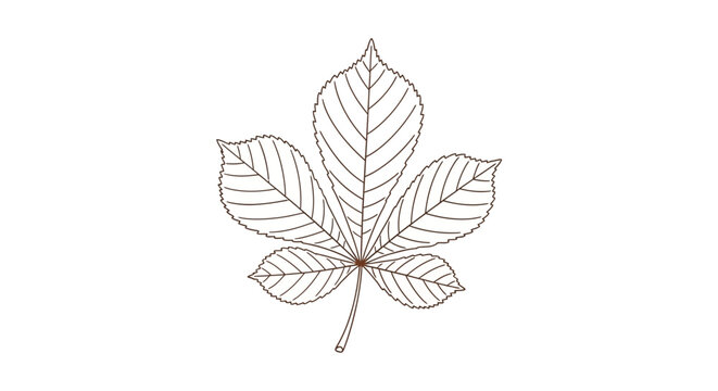 Detailed illustration of a maple leaf.