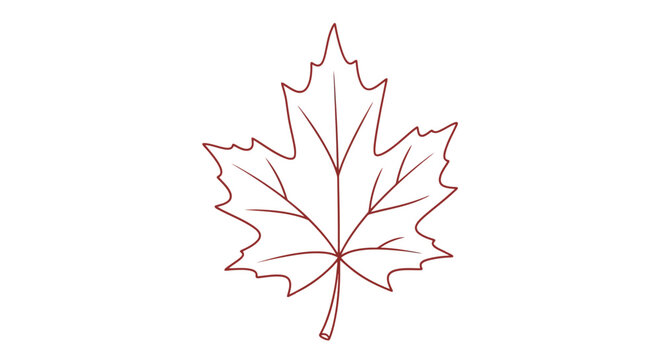 Detailed drawing of a maple leaf.