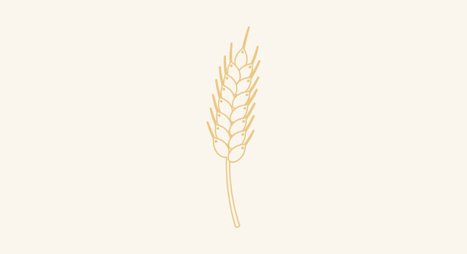 Golden wheat grain ear plant.