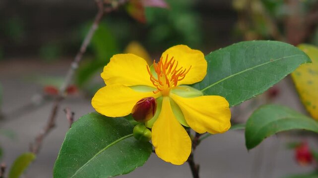 Yellow Mickey Mouse flower, yellow flower