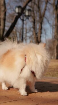 A small, fluffy Pomeranian dog is happily walking outside. A playful puppy dog ​​is walking in the park