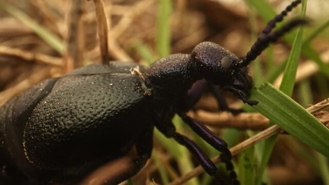 Extreme close-up macro footage of a female purple oil beetle (Meloe violaceus) eating grass in warm natural light. Detailed partial body view highlights mouthparts, texture and natural insect feeding