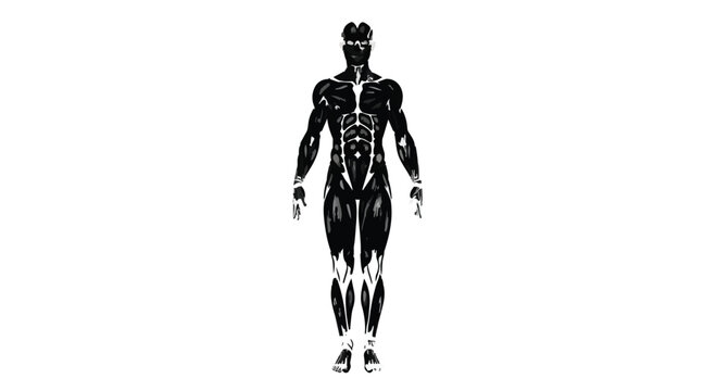 Full body silhouette of a muscular male figure showing human anatomy and muscle groups