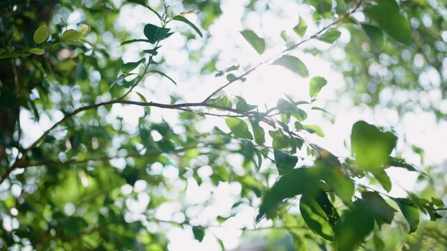 The shade of lush green leaves bathed in sunlight creates a captivating play of light and shadow, truly reflecting the beauty and tranquility of nature.