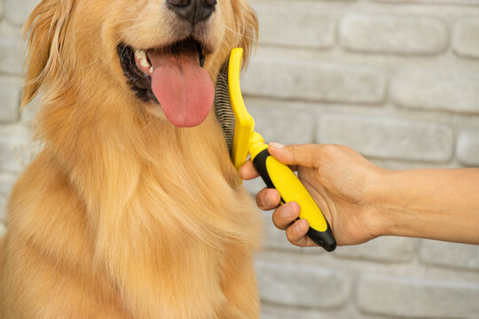 Owner brushing golden retriever dog with yellow slicker brush