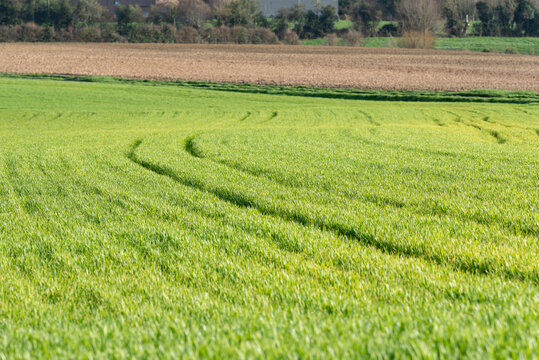 Champ agricole au printemps d&eacute;tail