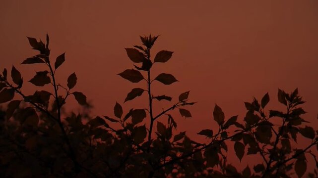 Silhouette of foliage against a sunset sky with warm colors