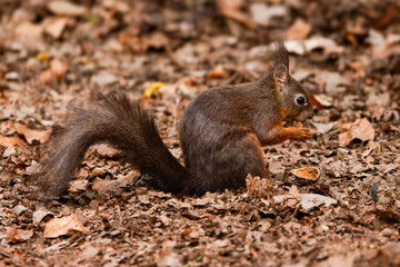 Nilgans (Alopochen aegyptiacus) badender Jungvogel © Rolf Müller