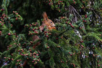 Eichhörnchen (Sciurus vulgaris) © Rolf Müller