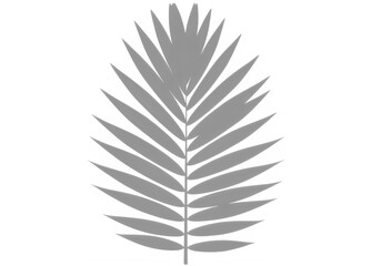 Fototapeta premium Palm leaf shadow, tropical plant silhouette, natural light shadow isolated on transparent background