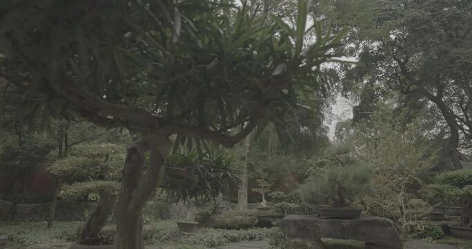 Chengdu, Sichuan, China. Ungraded C LOG 2, Garden Area Of Wuhou Memorial Temple. Ornamental Bonsai Tree. Bamboo Bushes On Background. Many Sorts Of Bonsai Wide Spread Of Cypresses, Willows, Ginkgo