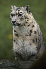 Fototapeta premium Portrait of Snow leopard in zoo