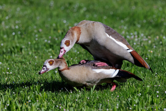 Nilg&auml;nse (Alopochen aegyptiacus)