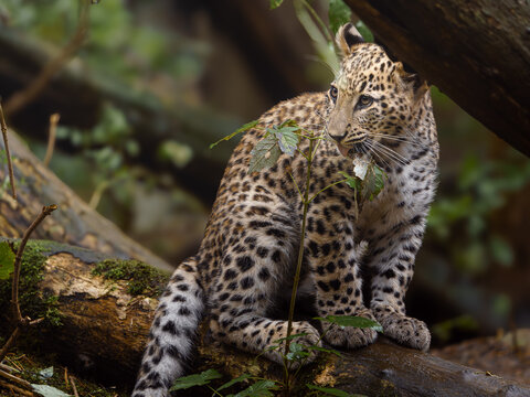 Portrait of Persian leopard in zoo