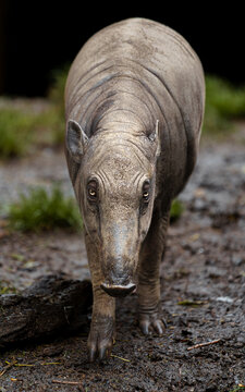 Babirusa walking towards in zoo