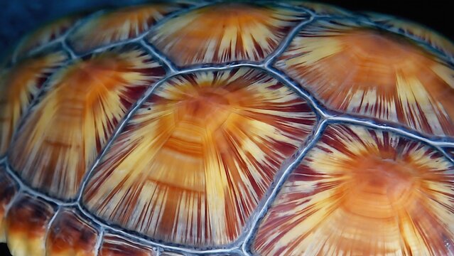 Close-up view of a Hawksbill sea turtle's shell