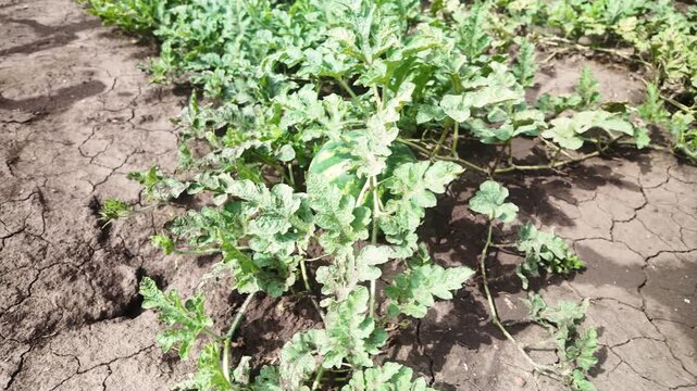 Watermelons in the garden, field. Organic fruits. Agriculture, food industry concept. 