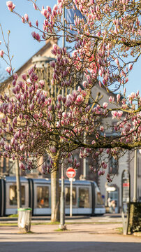 Beautiful spring composition with pink magnolias flowers in Strasbourg in France on march 20th 2026
