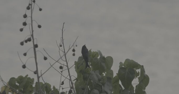 Fork-tailed drongo-cuckoo Sit On Tree Branches In Morning. Surniculus dicruroides is a species of cuckoo that resembles the Black drongo Dicrurus macrocercus. Sri Lanka birdwatching. slow motion