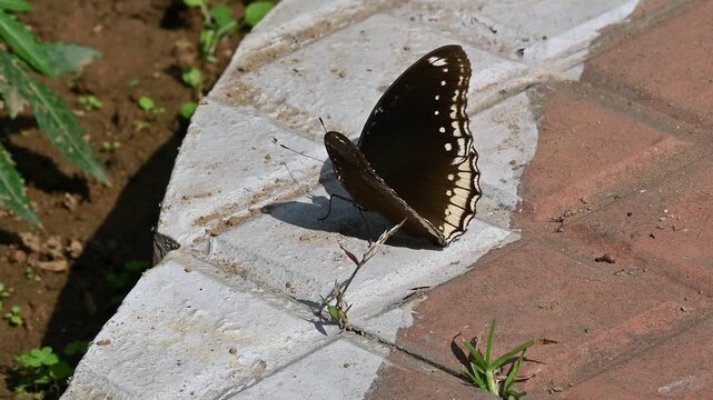 Hypolimnas bolina butterfly. Its common name is&nbsp;great eggfly, common eggfly,&nbsp;varied eggfly and&nbsp;blue moon butterfly. It is a species of&nbsp;nymphalid&nbsp;butterfly. Slow motion video.