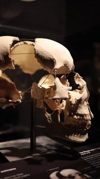 Vertical screen fragmented human skull suspended in space reveals deconstructed identity symbolizing broken perception layers of consciousness and reconstruction of self beyond physical form