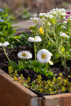 Fresh white daisy flowers growing in dark soil inside a rustic wooden planter on a sunny day