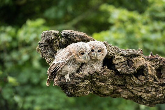 Two young tawny owls huddle together in a hollow log, their fluffy down and large eyes characteristic of owlets learning to survive in the wild.