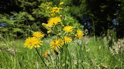 Obraz premium Yellow hawkweed flowers growing in a sunlit meadow with green grass and trees