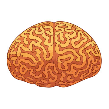 Stylized Orange Brain Coral Icon