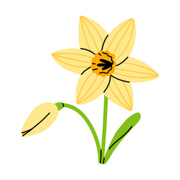 Vector cute yellow daffodil flower with open bloom and closed bud. Simple spring narcissus illustration for easter greeting card, wedding invitation, sticker, pattern, nursery decor, botanical design.