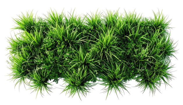 Overhead view of dense, vibrant green foliage against a black backdrop