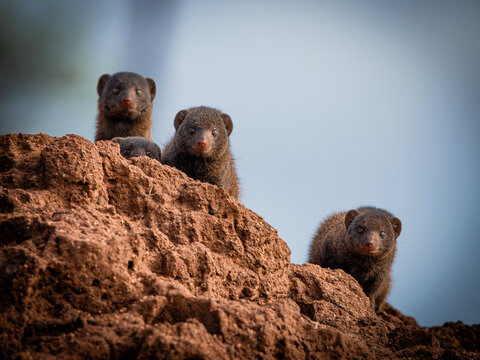 Group of dwarf mongooses on termite mound, Selati Game Reserve South Africa