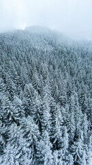 View of the coniferous forest in the snow and in the cold from a height © mikhasik