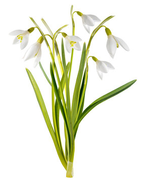 Close up of snowdrop flowers isolated on transparent background. First spring flowers