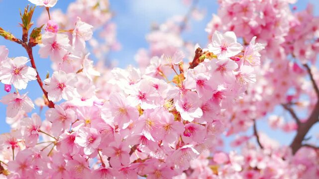 Close-Up of Full Bloom Cherry Blossoms Against Blue Sky, Spring Nature Background