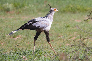 Fototapeta premium Secretary bird in (Sekretarisvoël) (Sagittarius serpentarius) in the Kgalagadi Transfrontier Park, South Africa, Botswana near Twee Rivieren