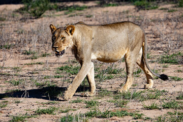 Fototapeta premium Lioness (Panthera leo) near Berg-en-Dal in the Kgalagadi Transfrontier Park, South Africa, Botswana near Kamqua and Urikaruus