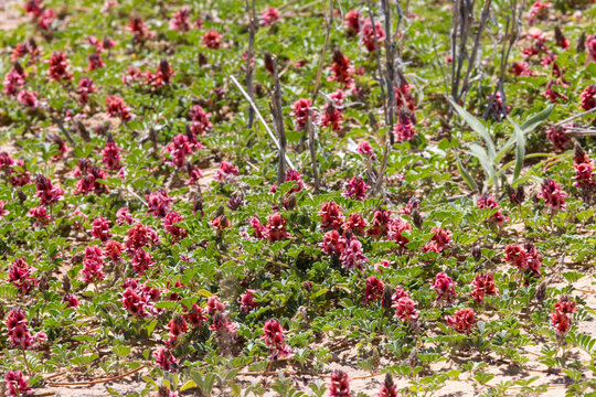 This image, taken in the Kalahari, displays a field of the flowering plant known as Springbokopslag (Indigofera alternans). In the Kgalagadi Transfrontier Park, South Africa, Botswana near Mata Mata