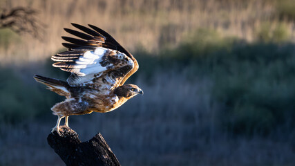 Common (Steppe) buzzard (Buteo vulpinus) (Bruinjakkalsvoël) taking flight from a dead tree stump in the Kgalagadi Transfrontier Park, South Africa, Botswana near Twee Rivieren in the Nossob riverbed. © Boshoff