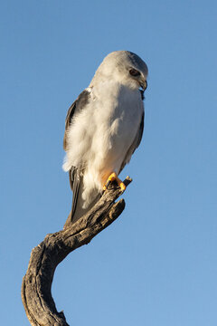 Black-shouldered Kite (Blouvalkie) (Elanus caeruleus) in the Kgalagadi Transfrontier Park, South Africa, Botswana near Kamqua and Urikaruus