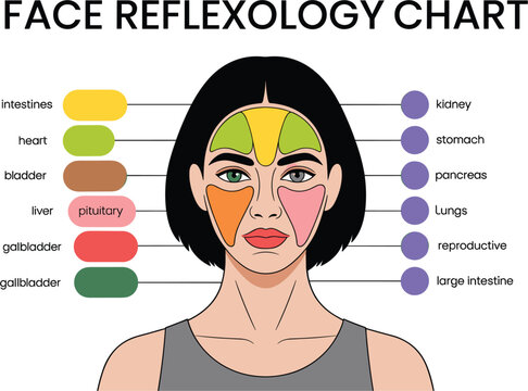 Face reflexology and organ mapping chart vector illustration showing connections between facial zones and internal organs for wellness education.