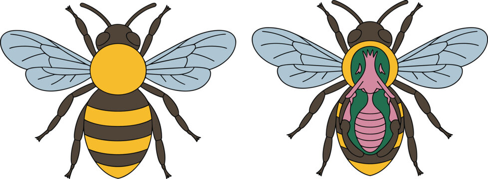 Cross section diagram of human skin layers including epidermis dermis hypodermis hair follicle and sweat gland for dermatology education.