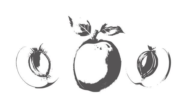 Watercolor apricot and halves with leaves white fruit food healthy organic