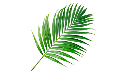 Fototapeta premium Green palm leaf , tropical foliage cutout for summer design and exotic vacation themes PNG isolated on transparent background