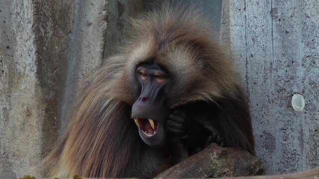 Close up of a large male baboon monkey head showing off his jaws and teeth.